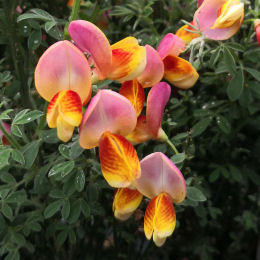 Genêt à balais 'La Coquette' / Cytisus scoparius La Coquette